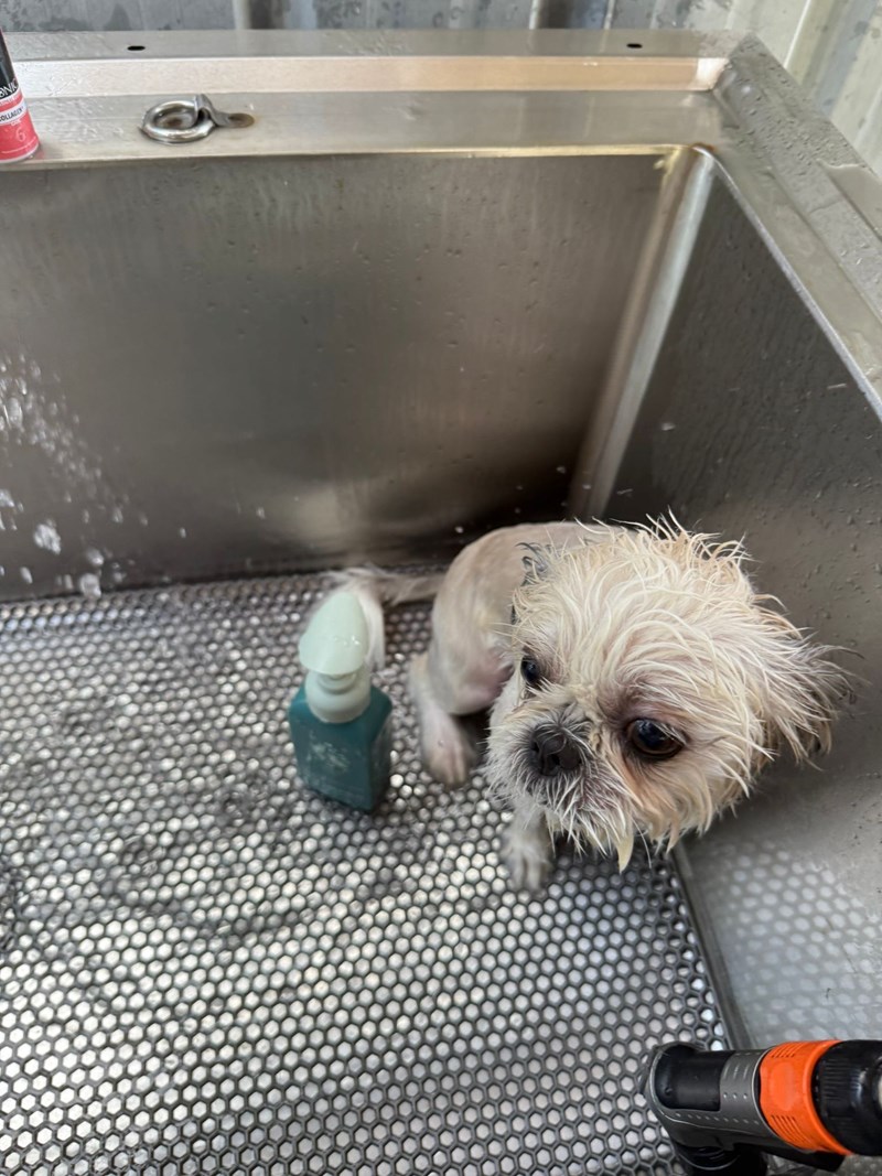 女人知己試用大隊,口碑行銷,部落客行銷,Goodmofamily歸毛家族 寵物肌膚救星組,歸毛家族 寵物肌膚救星,舒敏保濕洗毛乳,護膚噴液,精萃營養霜,博士30年生技專業,給足皮膚營養保護力,無抗生素 無類固醇,神經醯胺,19種綜合胺基酸,榮獲SNQ國家認證,上萬毛爸媽見證,3週幫助皮膚健康,NO.1寵物肌膚口碑霸主,寵物第一護膚領導品牌